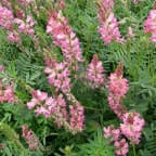 Sainfoin